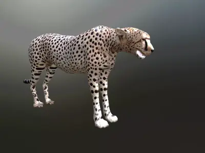cheetah lowpoly Low-poly 3D model
