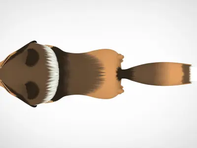 Rough Collie 3D model