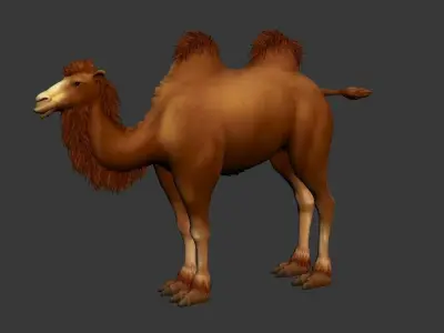 BactrianCamel camel with long hair Low-poly 3D model