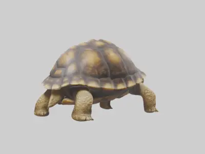 Plowshare Tortoise walking model Low-poly 3D model
