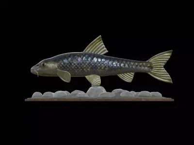 fish gudgeon underwater statue detailed texture 3D print model