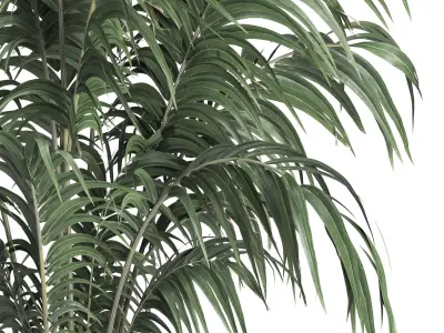 indoor plant 034 3D model