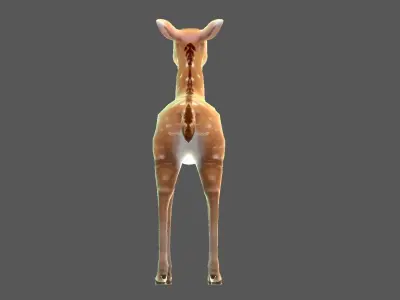 Sika deer   Elk  Water deer Low-poly 3D model
