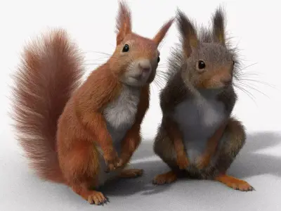 RedSquirrel Animated VFX Grace 3D model