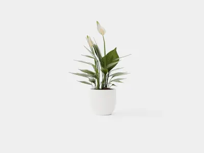 Spathiphyllum Torelli Low-poly 3D model