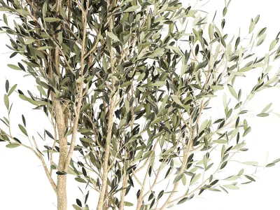 Beautiful Olive tree in a flower pot for decoration 1249 3D model