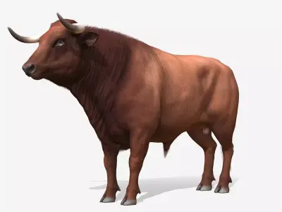 Bull realistic Low-poly 3D model