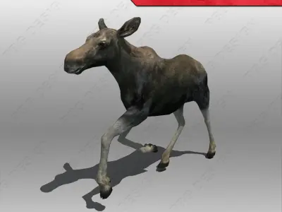 Baby Moose Animated 3D model