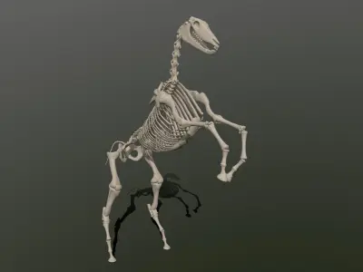 Horse Skeleton  Low-poly 3D model