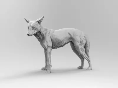 dingo 3D model