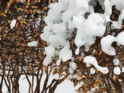 Dwarf Yaupon Holly Box Spherical Cone Winter Free 3D model