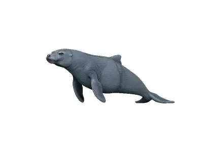 Sea Lion Low-poly 3D model