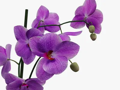 Orchid flower in a pot 3D model