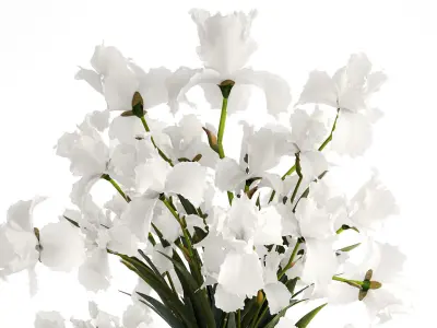 Realistic bouquet of white Iris flowers in a glass vase 365 3D model