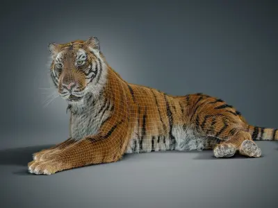 Siberian tiger 3D model