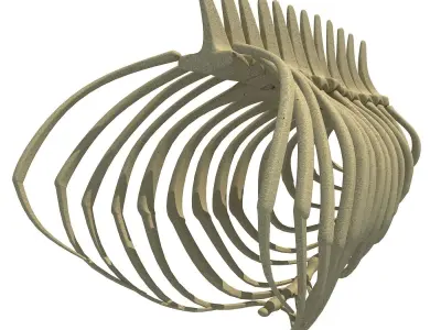 Anatomical Bear Rib Cage 3D model