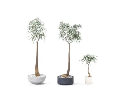 Plant Bottle Tree 1 - Brachychiton Rupestris 3D model