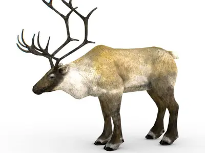 LowPoly Realistic Reindeer Low-poly 3D model