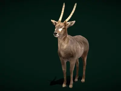 Elliptical Waterbuck Antelope Low-poly 3D model