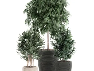 Decorative plants in a black flowerpot 577 3D model