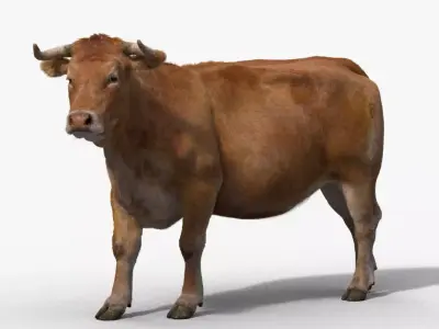 Cattle Cow Rigged  VFX Grace 3D model