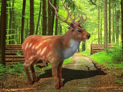 Fur Red Deer Stag NO RIG Low-poly 3D model