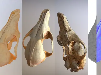 9 low poly scanned animal skulls Low-poly 3D model