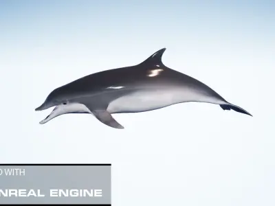 Realistic Dolphin unreal engine Low-poly 3D model