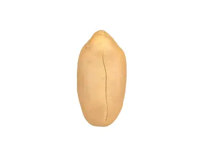 Photorealistic Peanut Kernel 3D Scan 2 3D model