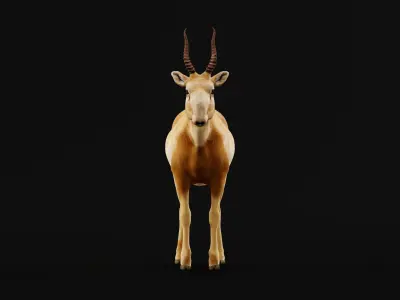 Saiga Antelope Mammal 3D model