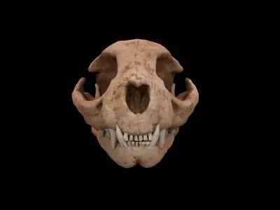 Cat skull PBR Low-poly 3D model