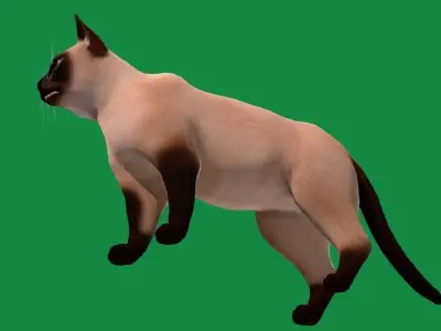 Balinese Thai Siamese Cat  Low-poly 3D model