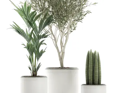 Decorative plants in flowerpots 651 3D model