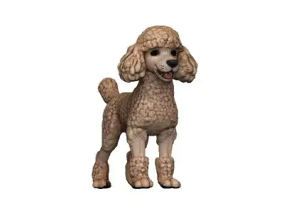 Poodle Low-poly 3D model
