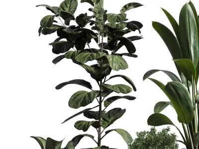 indoor plant set 311 ficus lyrata ficus rubbery in a plastics Low-poly 3D model