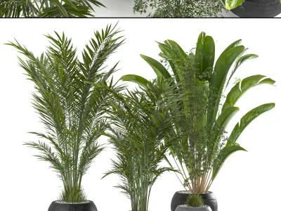 Collaction Indoor plant vol 53 3D model