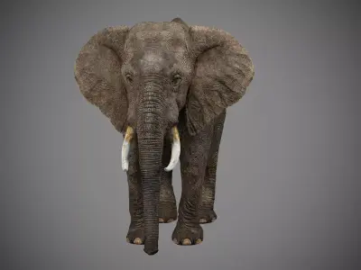 Elephant Rig -Maya- Max Low-poly 3D model