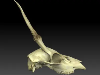 Mountain Goat Skull 3D model
