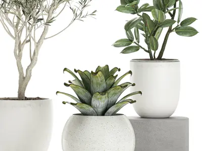 Plants in a white pot for the interior 673 3D model