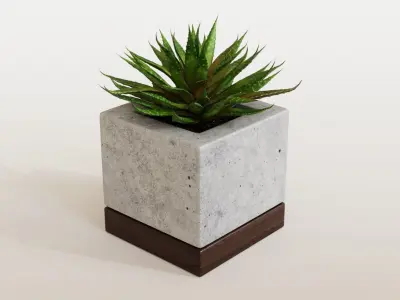 Small Aloes in concrete pot 3D model