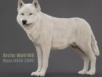 Arctic Wolf XGEN CORE RIG 3D model