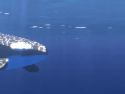 Orca Whale Low-poly 3D model