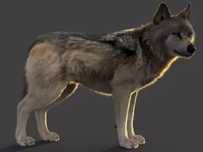 Wolf Xgen Rigged 3D model