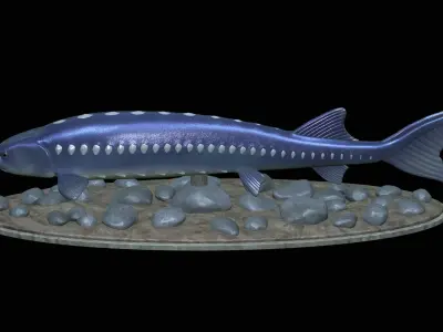 sturgeon vyza fish underwater statue detailed texture 3D print model
