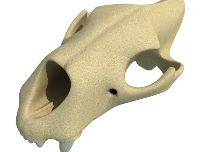 3D Skull of Lion  3D model
