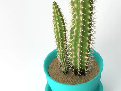 Cereus Cactus 3D model