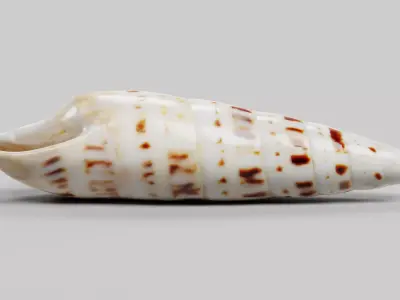 -Seashell V3- 3D model