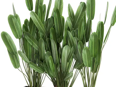 Strelitzia in a pot for the interior 757 3D model