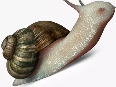 Realistic Snail 3D model