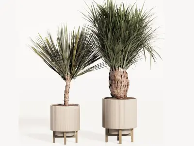 PALM PLANT SET 3D model
